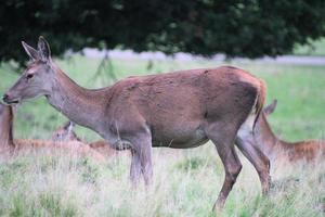 une vue d'un cerf rouge dans la campagne photo