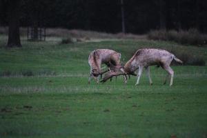 une vue de certains cerfs en rut photo