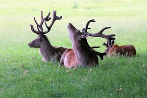 un gros plan d'un cerf rouge à l'état sauvage photo