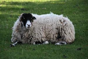 un gros plan d'un mouton dans un champ photo