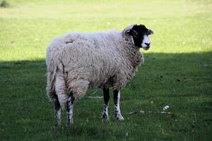 un gros plan d'un mouton dans un champ photo