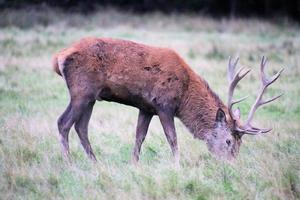 un gros plan d'un cerf rouge dans la campagne photo