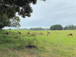 un gros plan de quelques daims dans la campagne photo