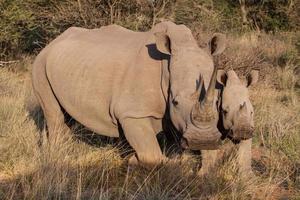 deux rhinocéros photo
