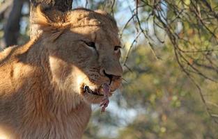 lion dévorant un poulet dans un arbre photo