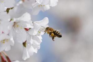 abeille volant vers les fleurs blanches