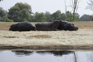 hippopotames se prélassant photo