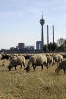 Troupeau de moutons paissant sur un champ sec à Düsseldorf, Allemagne photo