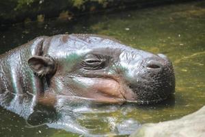 hippopotame photo
