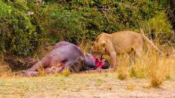lion mangeant un hippopotame