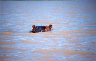 hippopotame au lac baringo photo