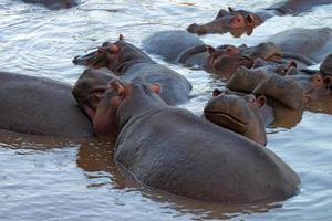 hippopotames photo
