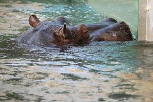 hippopotame (hippopotamus amphibius) photo
