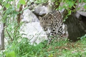 Amur Leopard photo