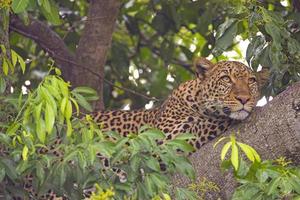 léopard (panthera, pardus), dans, figuier, masai mara, kenya photo