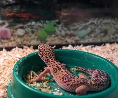 Gecko léopard photo