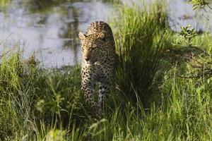 léopard (Panthera pardus) marchant dans l'herbe