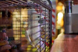 joli perroquet cacatoès cacatua blanc en cage sur fond intérieur de café, drôle d'oiseau domestique photo