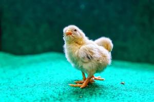 les poussins jaunes photo