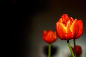 Tulipe orange proéminente et magnifique sur fond noir. photo