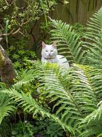 Chat blanc parmi les grandes fougères dans un jardin