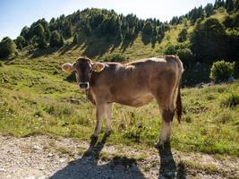 mucca - la vache
