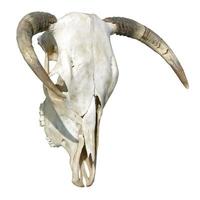 crâne de vache