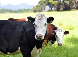 bovins laitiers, nouvelle-zélande photo