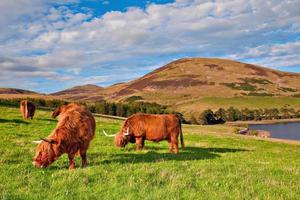 vache angus highland