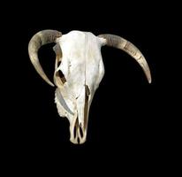 crâne de vache