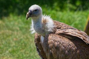 vautour fauve (gyps fulvus)