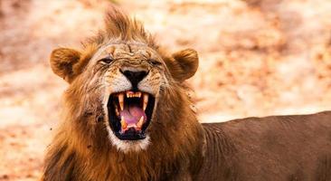 lion affichant des dents