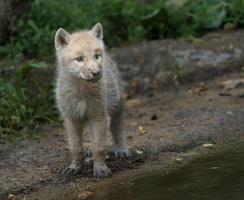 loup arctique au zoo photo