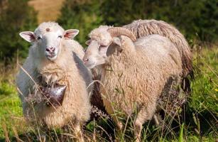troupeau de moutons paissant photo