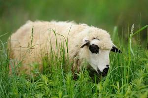 troupeau de moutons sur un champ d'été photo