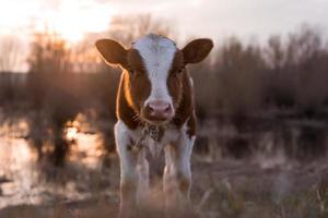 vache veau, regarder appareil-photo, à, coucher soleil photo