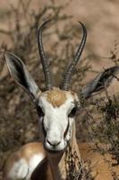 Springbok close up, parc de transfontiers de Kgalagadi, Afrique du Sud. photo