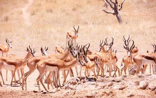 grand troupeau de springbok