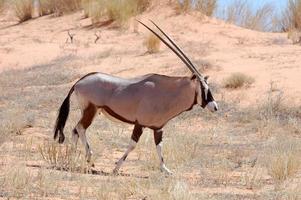 antilope gemsbok
