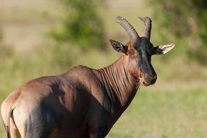 antilope topi photo