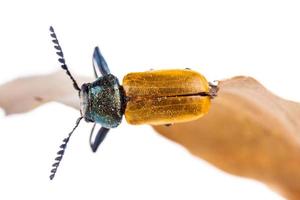 scarabée photo