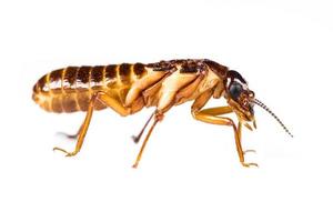 fourmi blanche termite isolée photo