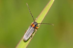 insectes coleoptera cerambycidae