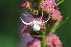 araignée blanche sur une fleur photo
