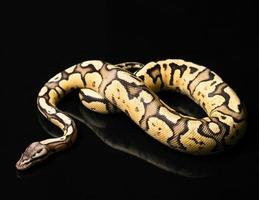 python boule femelle. morph ou mutation de luciole