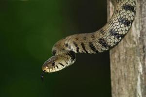 serpent photo