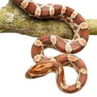 serpent des blés photo