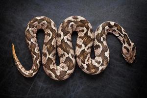 serpent vipère photo