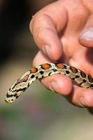 serpent à la main