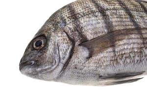 tilapia cru sur blanc photo